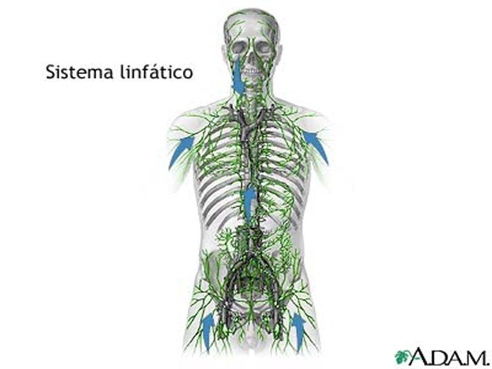 Cual es la funcion del sistema linfatico